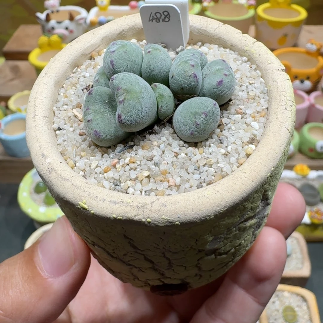 蘑菇1209肉锥群多肉植物