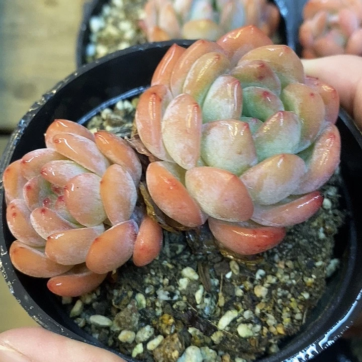 双头全明星