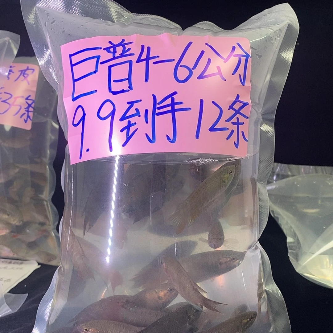 海水鱼巨普斗鱼到手12条