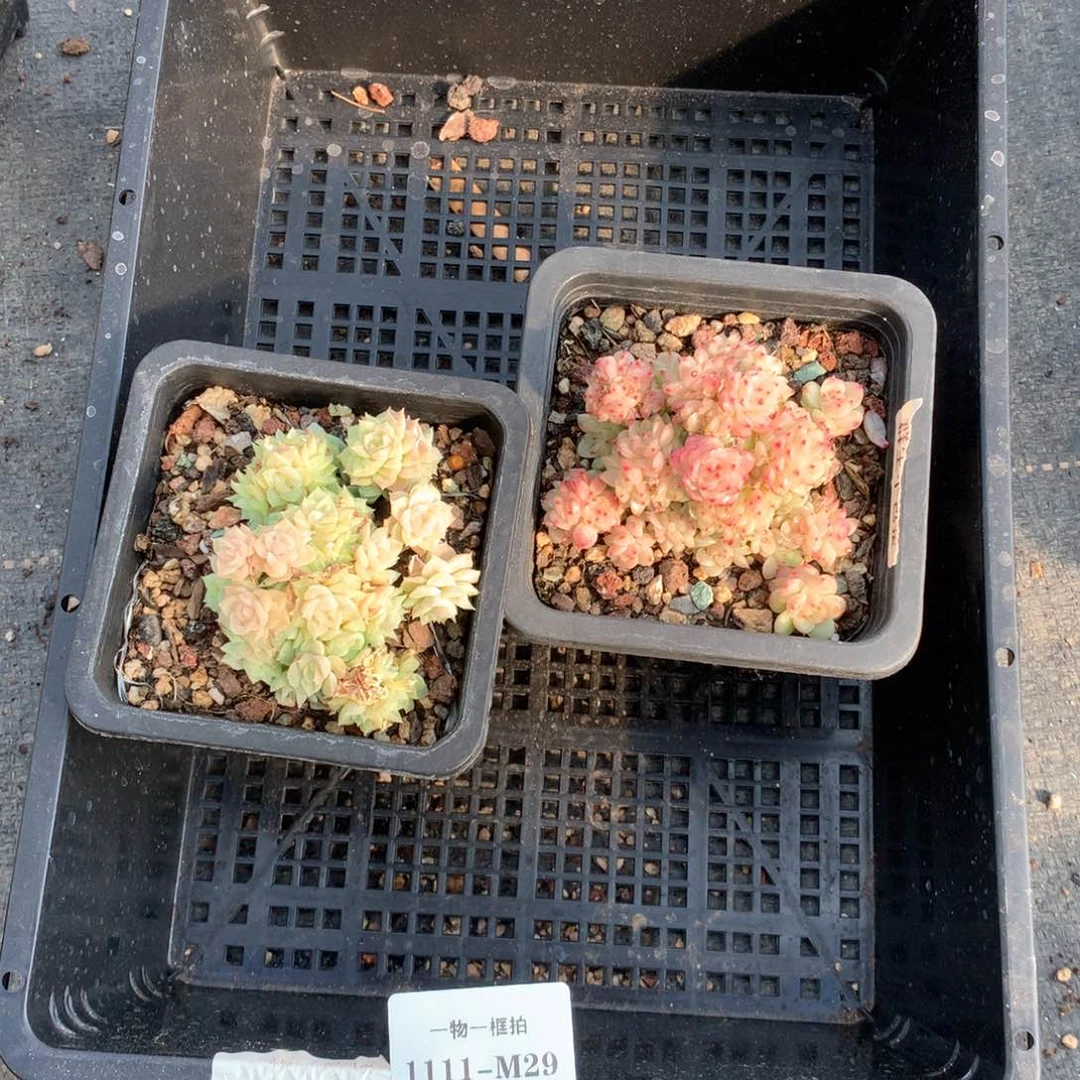 双十一福利。2颗 1111-m29