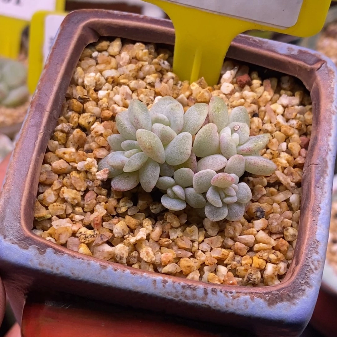 463冰玉石化小脸群……