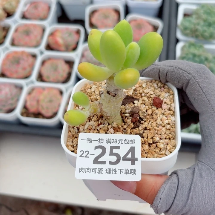 金蝉多肉无盆土发货