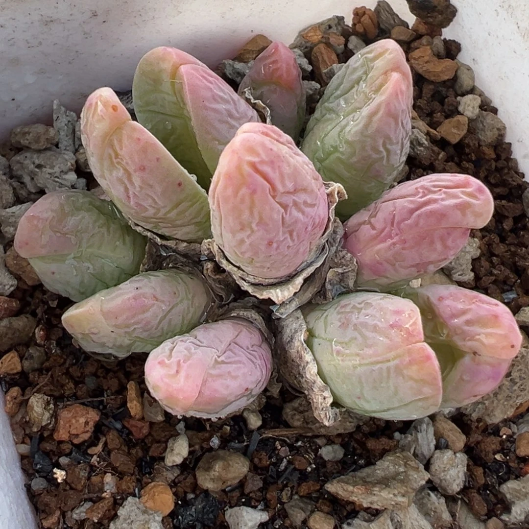 652多肉植物种类多样