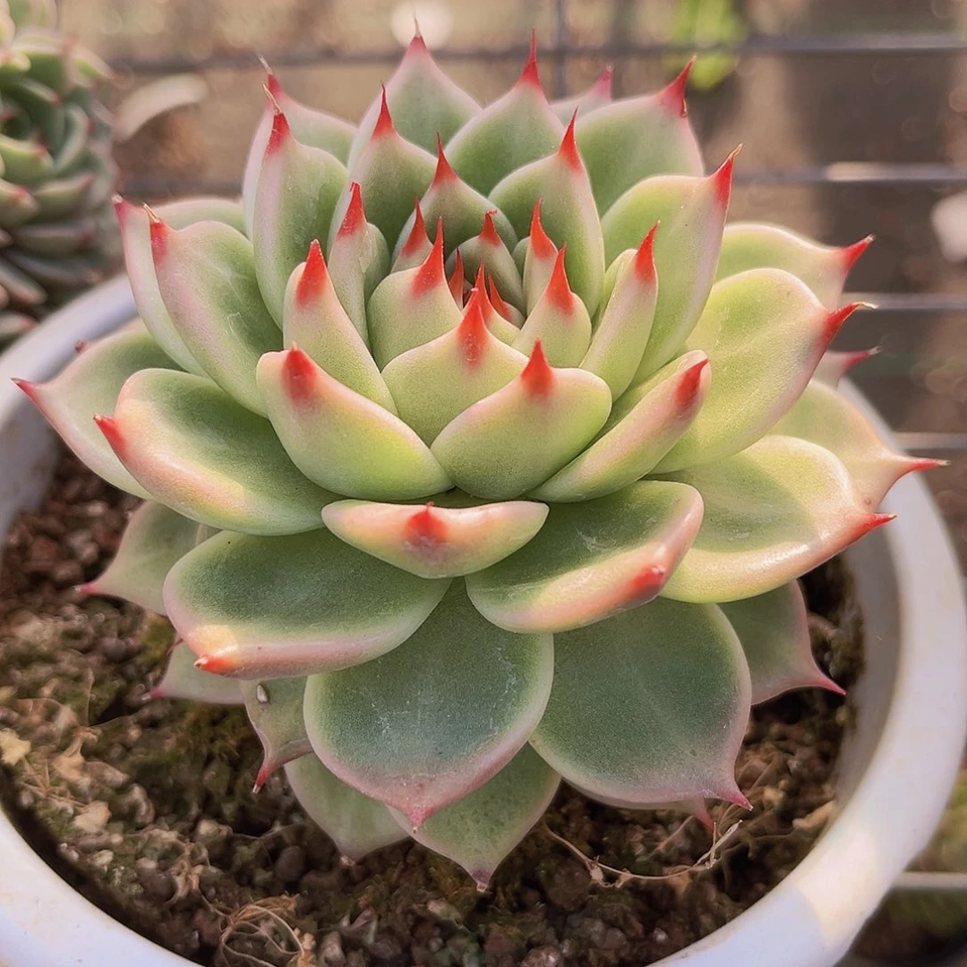 托斯卡10公分999899999999