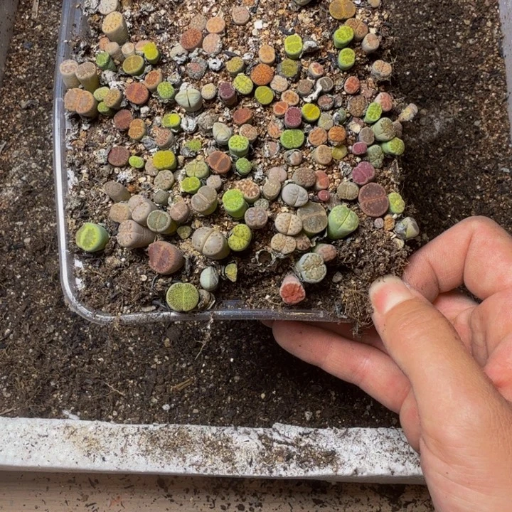 温***G多肉植物的生长发育122