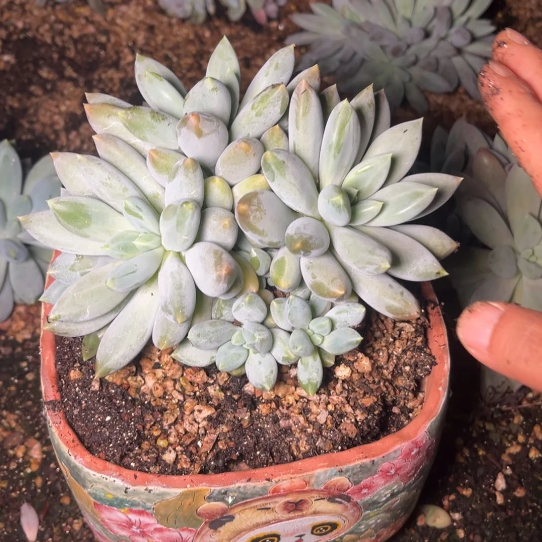 哥特多肉植物多肉