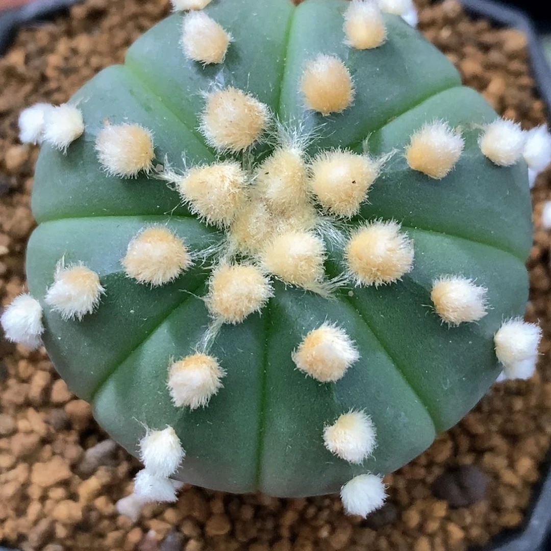 孤品实生特选株高绒大尤连心兜4.2cm