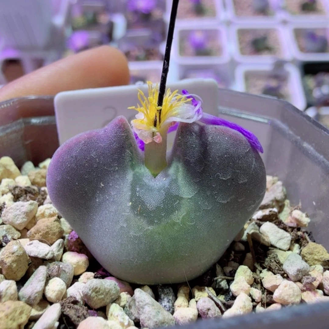 韩国短耳大眼睛 12-10-L42