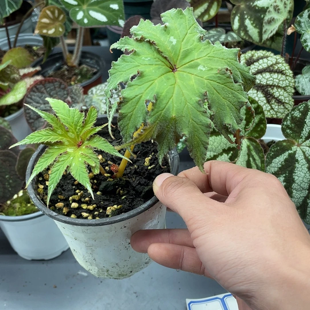 完全开放路德维格