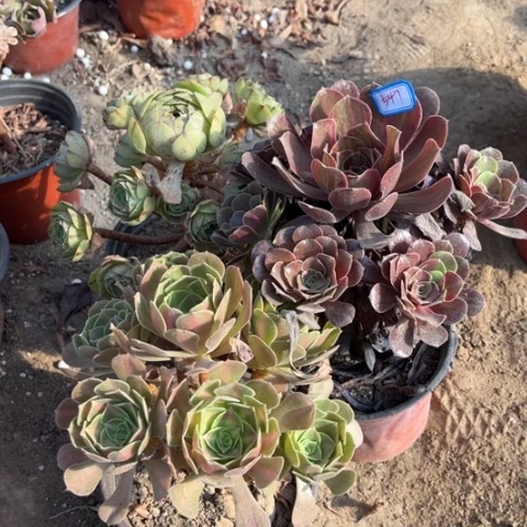547多肉植物组合，