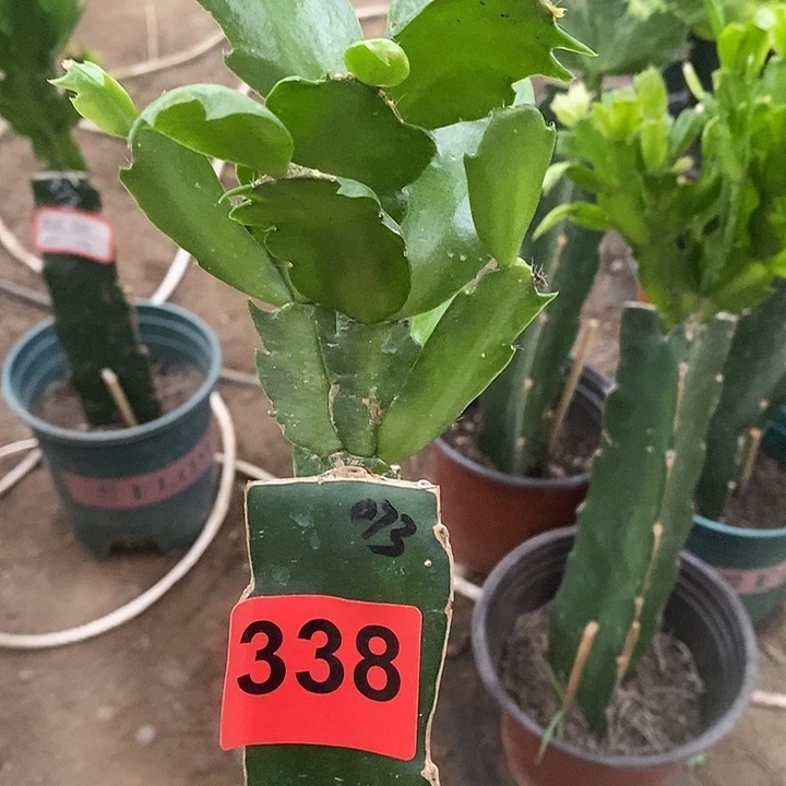 无花朵073，338号新疆不包邮