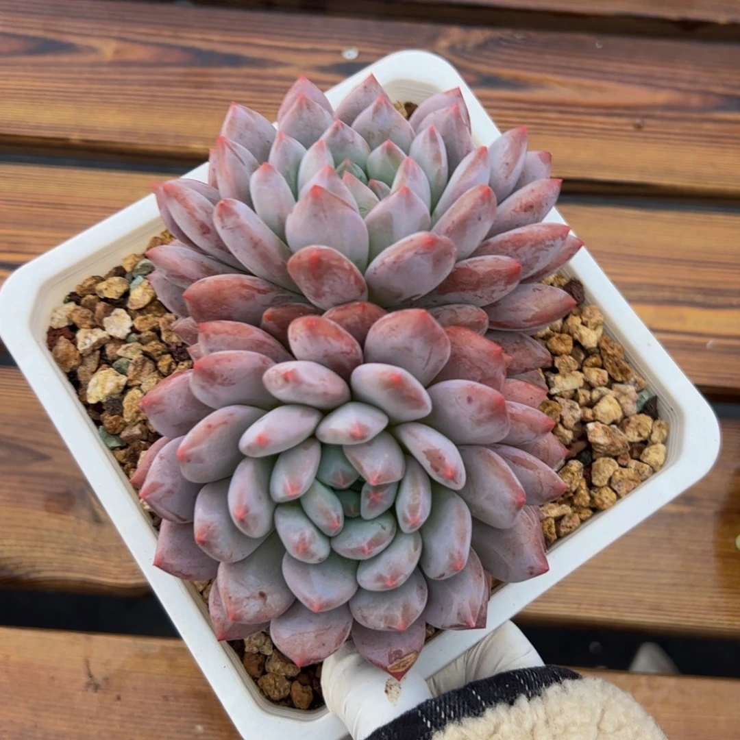 双头半夏多肉植物