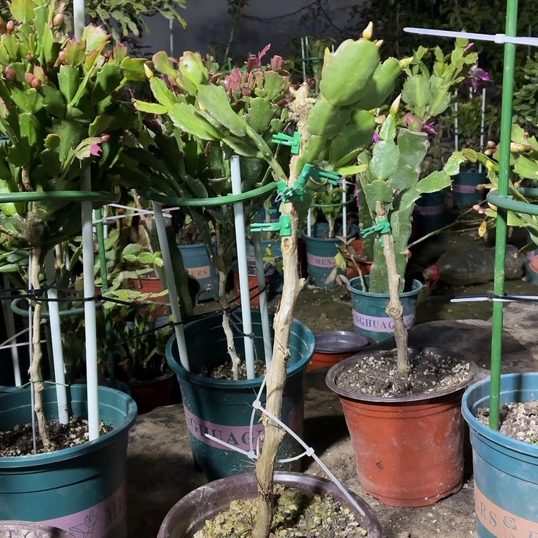 无花朵哈哈姐an054