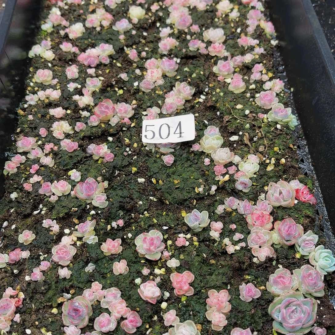 觅*踪多肉植物多肉植物504