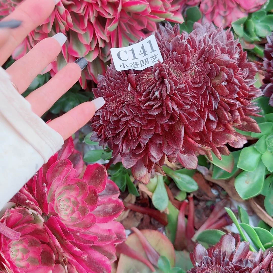 141 缀化无根不包侧枝