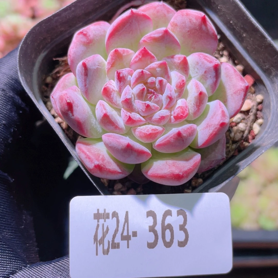 花利美24-363新品