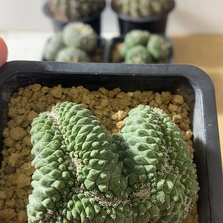 菊水缀化实生仙人球