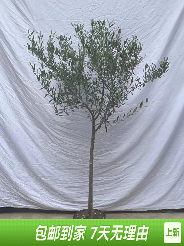 地中海风油橄榄树盆栽大型客厅绿植室内外四季常青阳台庭院装饰