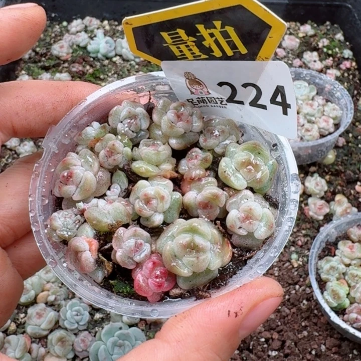 多肉植物多肉植物