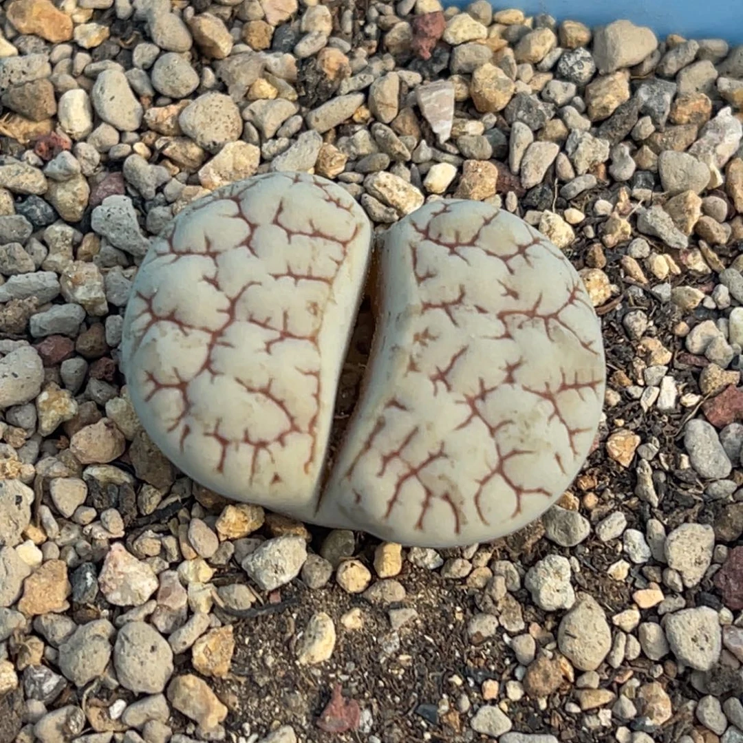 9237凹凸脑纹189一颗