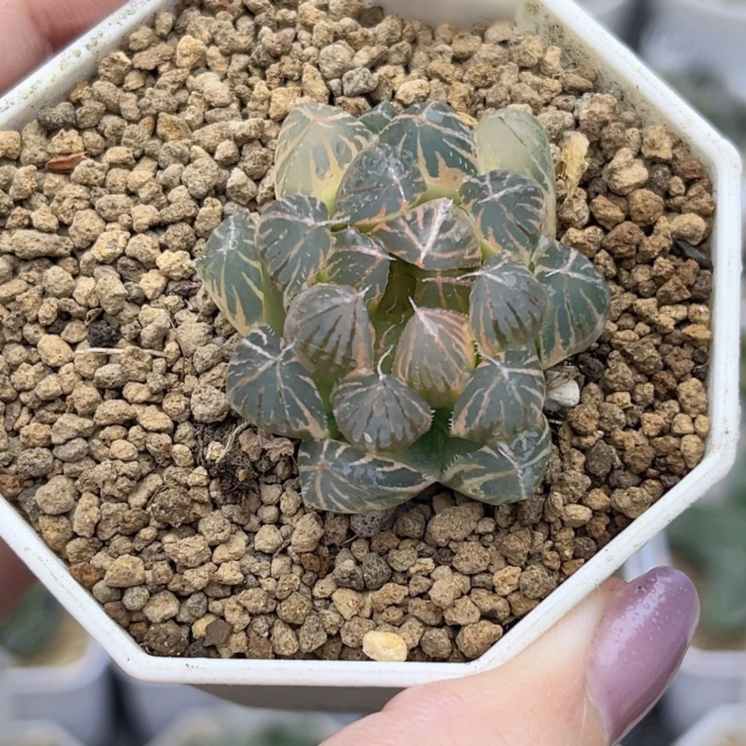 34糊斑霓虹灯玉露锦福利专场