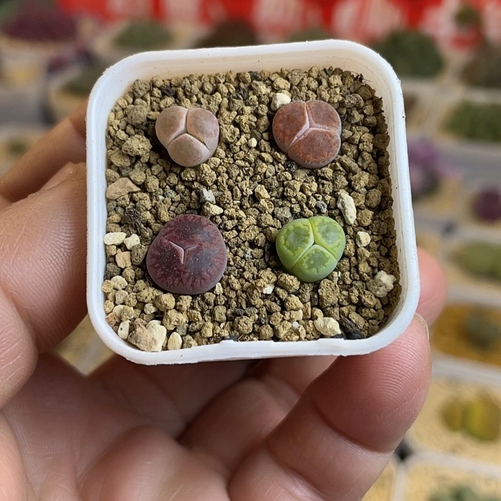 佳人园艺多肉生石花大奔599