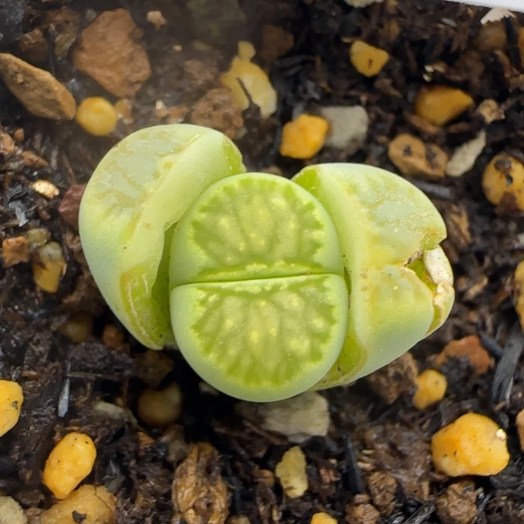 1315。绿菊。马哥绿巴黎版。