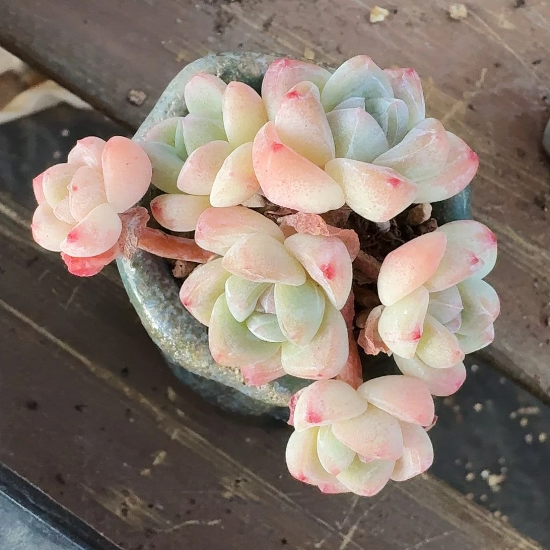 勇*勇敢专拍白底冰玉6头