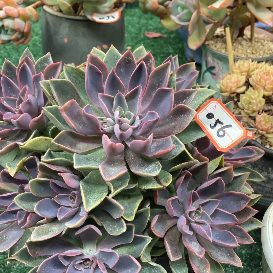 056 一物一拍28包邮