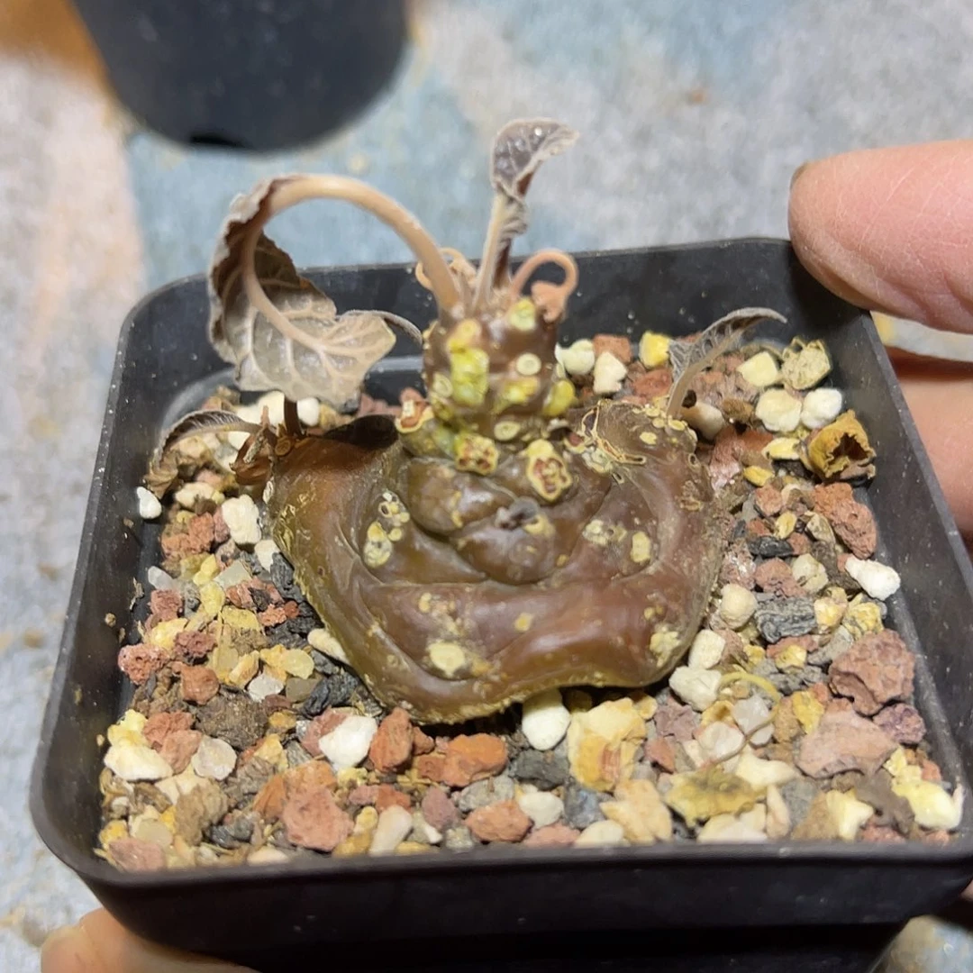 实生琉桑块根一物一拍