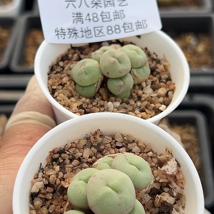 248号开播福利小拳拳2个多肉