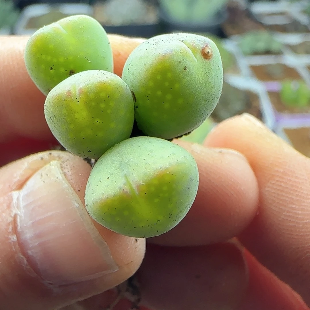 28包邮脱土发货25949