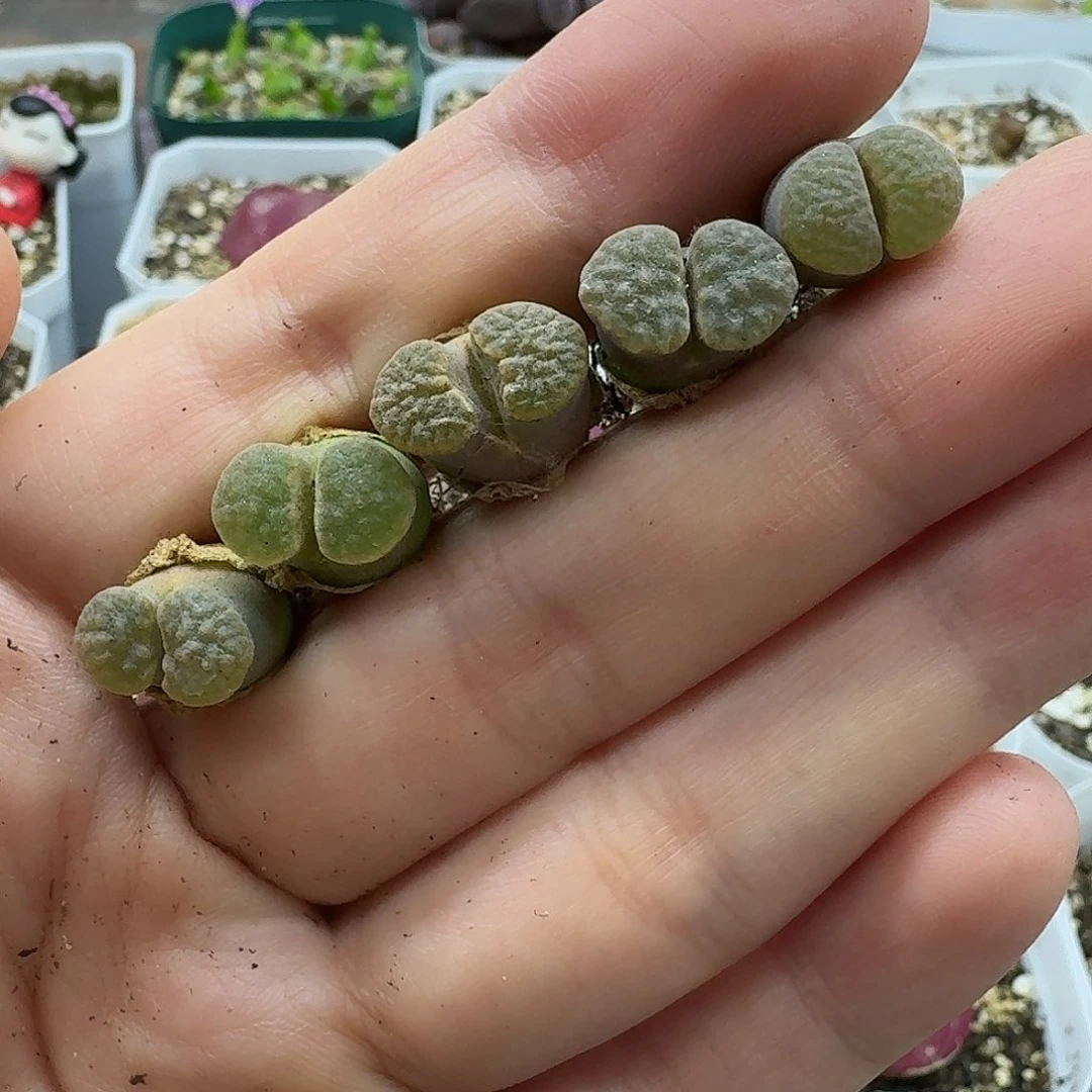 老马生石花磁铁302