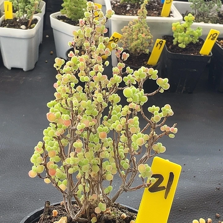 21号大树型彩色蜜橘