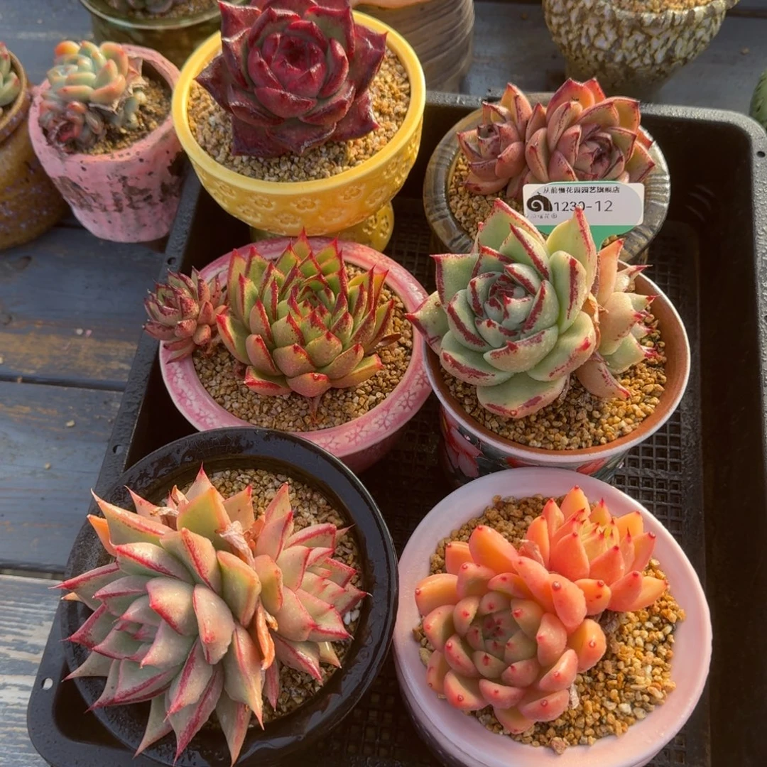 从前慢多肉精选编号1230.12