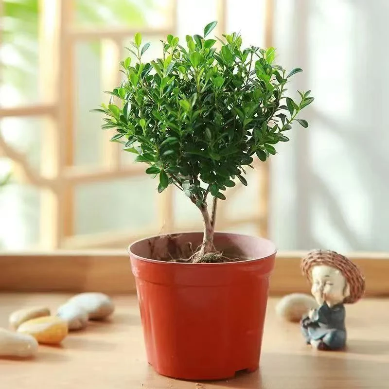 花草季小叶赤楠桌面盆景植物花卉办公室内茶桌好养四季常青小盆栽
