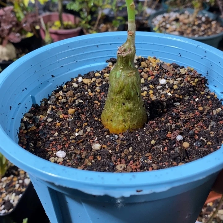 龟甲木棉实生待人图发货