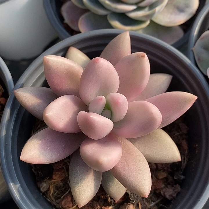 桃花源锦多肉植物