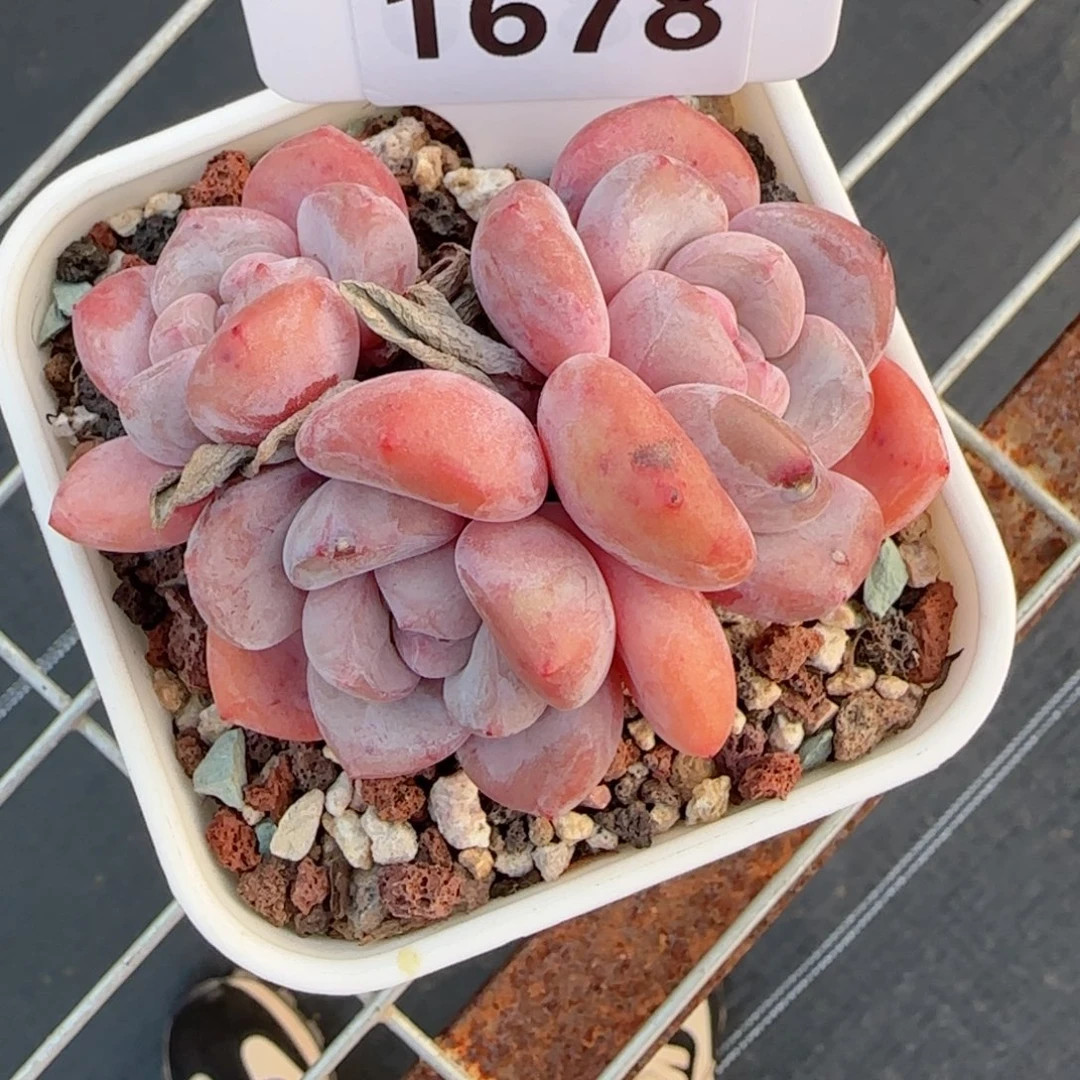 多肉植物1678……….