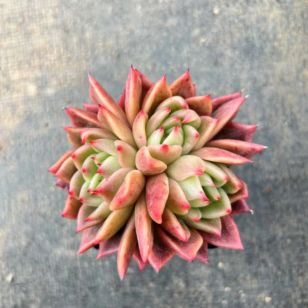 7#荣光双头起多肉植物 前男友精品多肉SM552