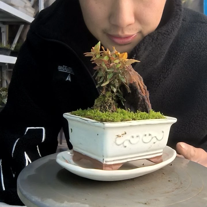 从**在小盆景小植物一物一拍181