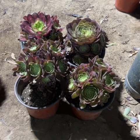 951多肉植物组合