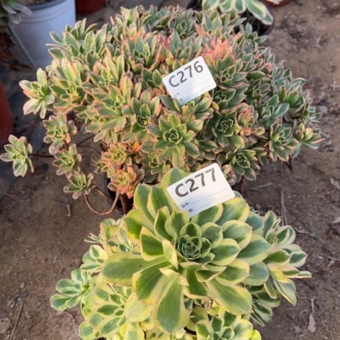 多肉植物甜茶白兰地