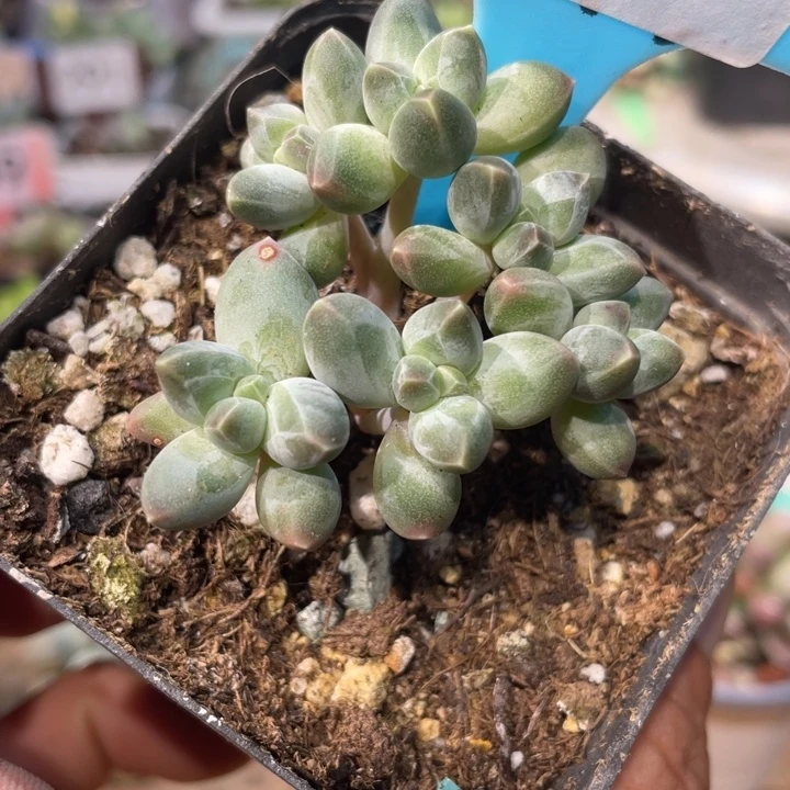星空7头408号的啊啊多肉啊