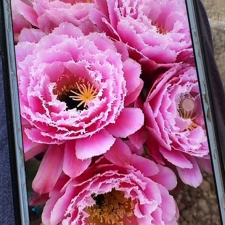 芸儿根7公分毛花柱