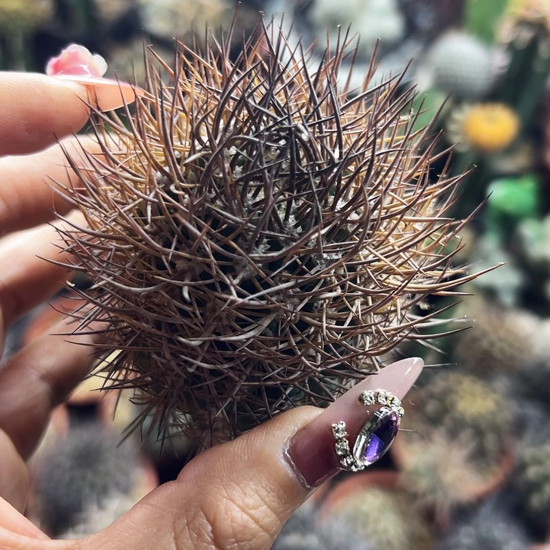 金刺逆豹有根仙人球666666