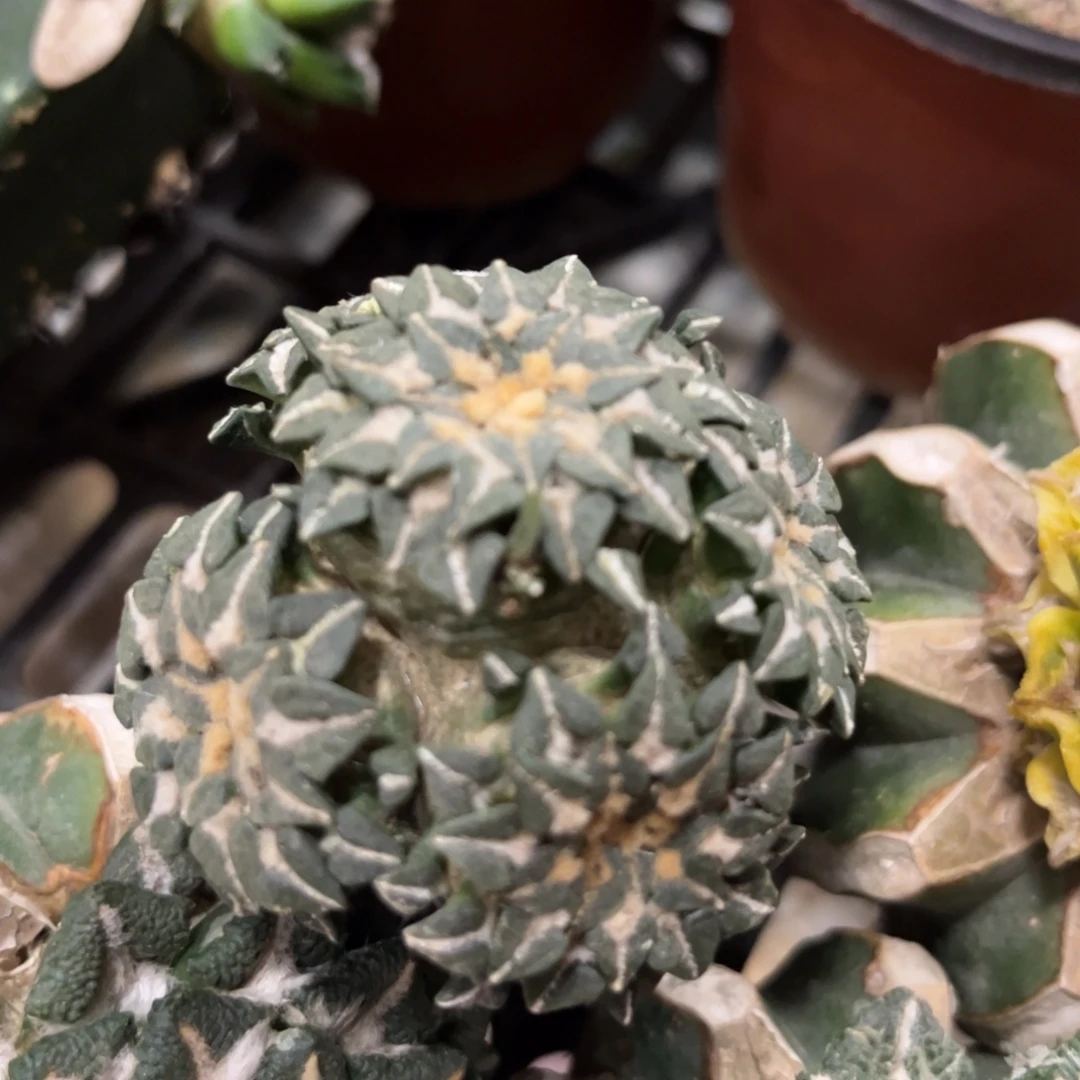 姬仙人球仙人球福利出