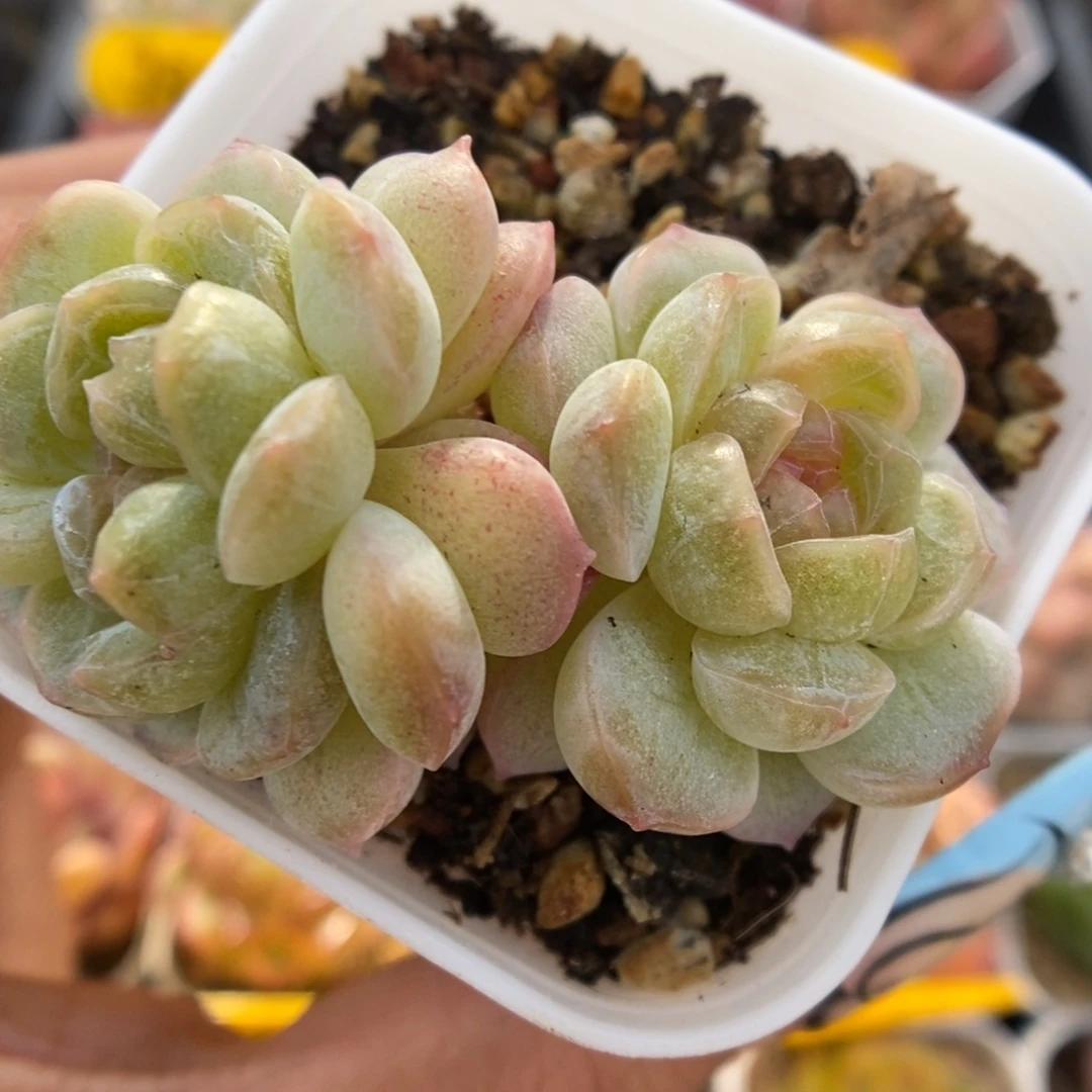 透心珍妮可拍953号。