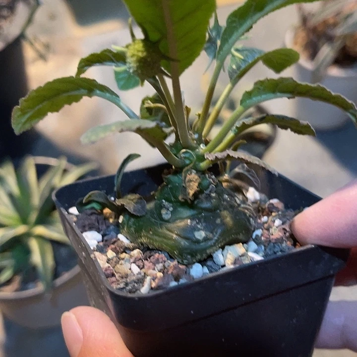 无花朵实生琉桑块根