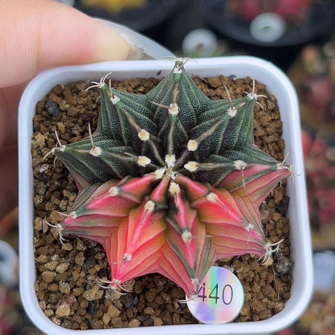 440  带盆土发货